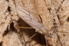 Amphineurus insulsus