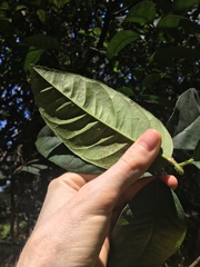 Citrus × taitensis