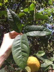 Citrus × taitensis