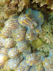 Botrylloides magnicoecus