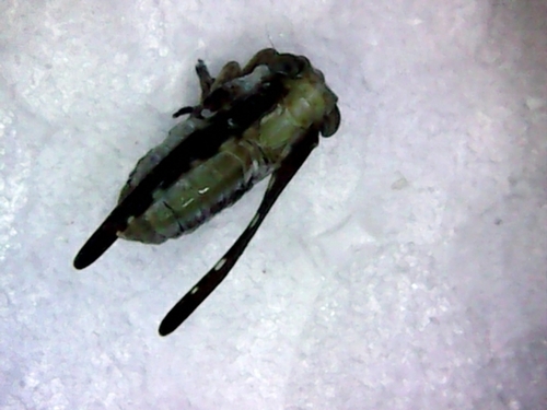 Gamergomorphus