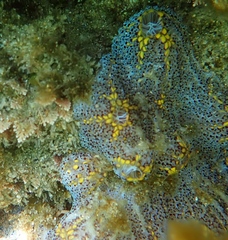 Botrylloides magnicoecus