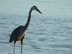 Ardea herodias