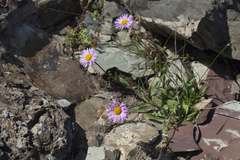 Erigeron caucasicus venustus