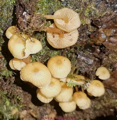 Galerina velutipes