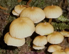 Galerina velutipes