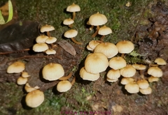 Galerina velutipes
