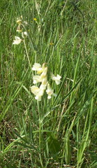 Lathyrus pannonicus collinus