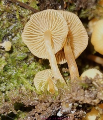 Galerina velutipes