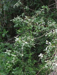 Buddleja dysophylla