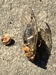 Neotibicen latifasciatus