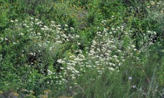 Helichrysum petiolare