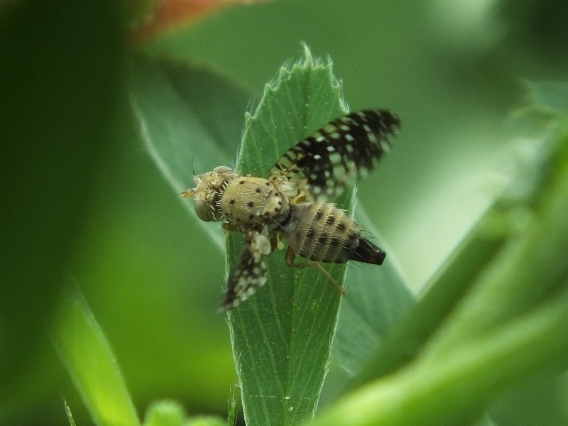 Acinia biflexa