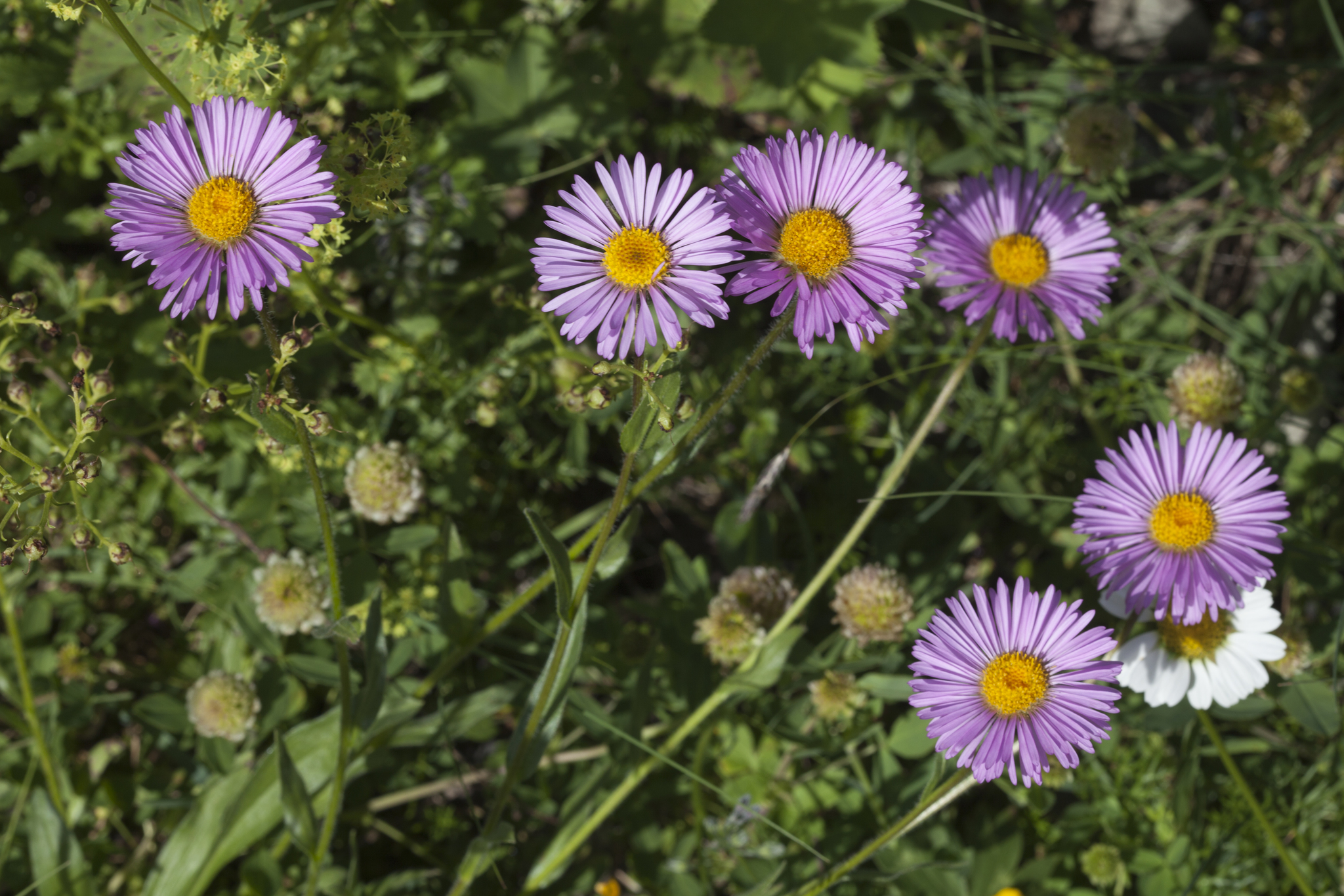 Erigeron caucasicus