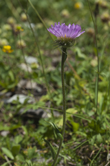 Erigeron caucasicus venustus