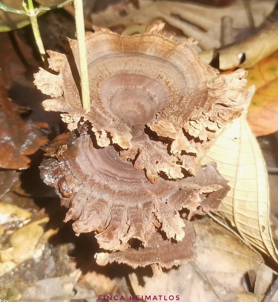 Hymenochaete damicornis · December 2020 · photo: © heimatlos (iNaturalist, cc0)