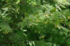 Englerodaphne pilosa