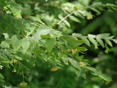 Englerodaphne pilosa
