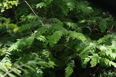 Englerodaphne pilosa