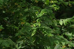 Englerodaphne pilosa