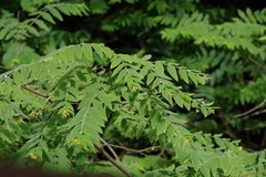 Englerodaphne pilosa