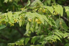 Englerodaphne pilosa