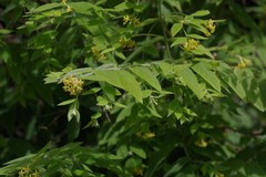 Englerodaphne pilosa