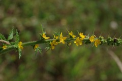 Agrimonia bracteata