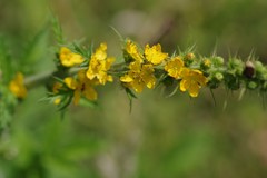 Agrimonia bracteata
