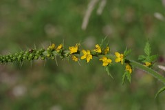Agrimonia bracteata