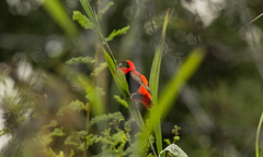 Euplectes franciscanus