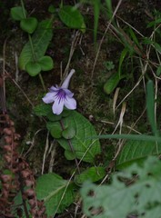 Streptocarpus rexii