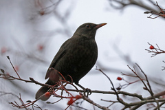 Turdus merula