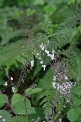 Plectranthus grallatus