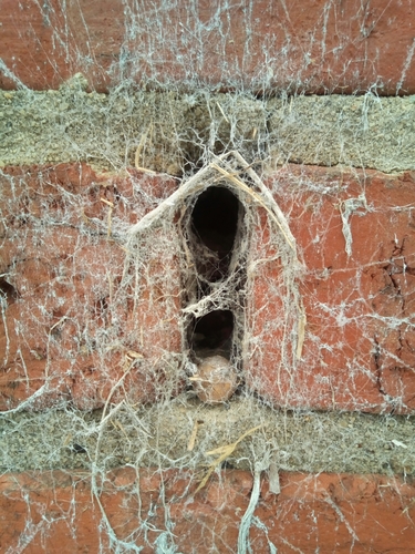 Filistatidae