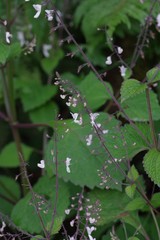 Plectranthus grallatus
