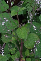 Plectranthus grallatus