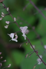 Plectranthus grallatus