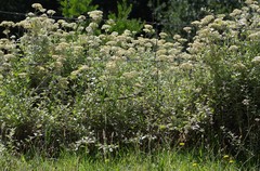 Helichrysum petiolare