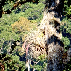 Image of Vriesea castaneobulbosa