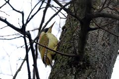 Picus viridis