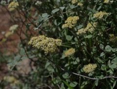 Helichrysum petiolare
