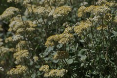 Helichrysum petiolare
