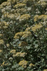 Helichrysum petiolare