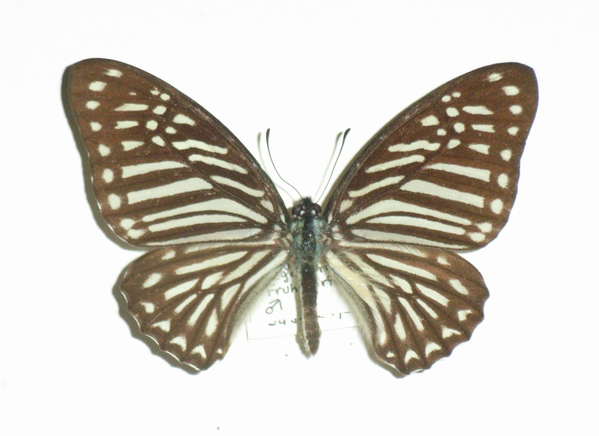 Spotted Zebra (Graphium megarus) · iNaturalist