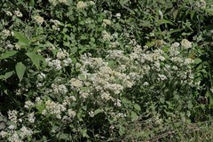 Helichrysum petiolare