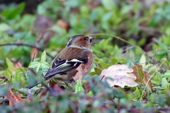 Fringilla coelebs