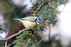 Cyanistes caeruleus