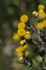 Helichrysum cooperi