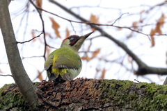 Picus viridis